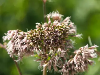 NaturOparC Hunawihr, Alsace (France)